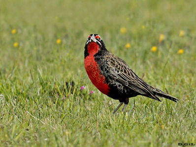 LOICA PAMPEANA (Leistes defilippii) - (Macho) Campo en Arerunguá - SALTO (Mayo 2014)